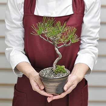 Amazon.co.jp: 盆栽妙 ミニ盆栽 赤松 本物 観葉植物 鉢植え